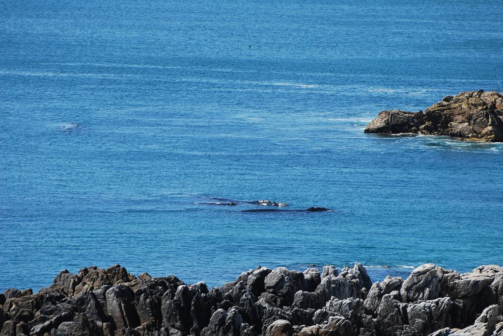 WhaleTale Apartment De Kelders Luaran gambar