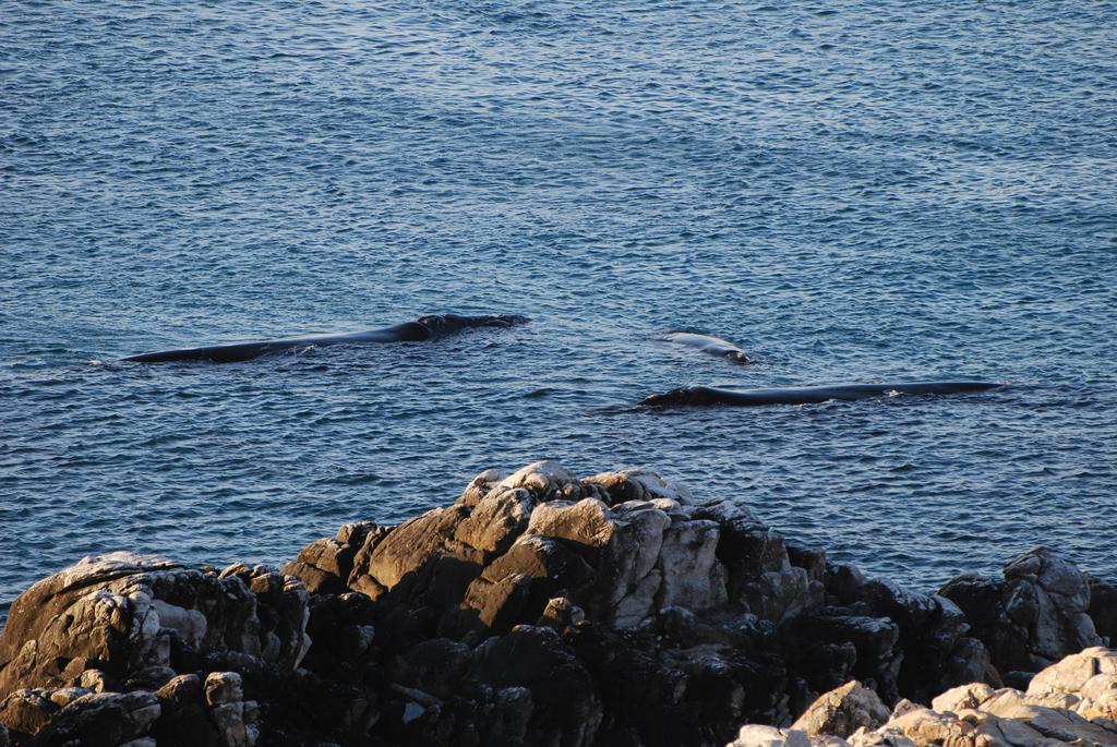 WhaleTale Apartment De Kelders Luaran gambar