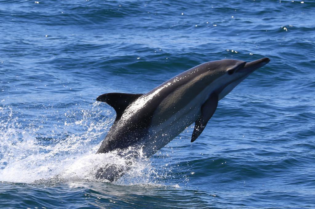 WhaleTale Apartment De Kelders Luaran gambar