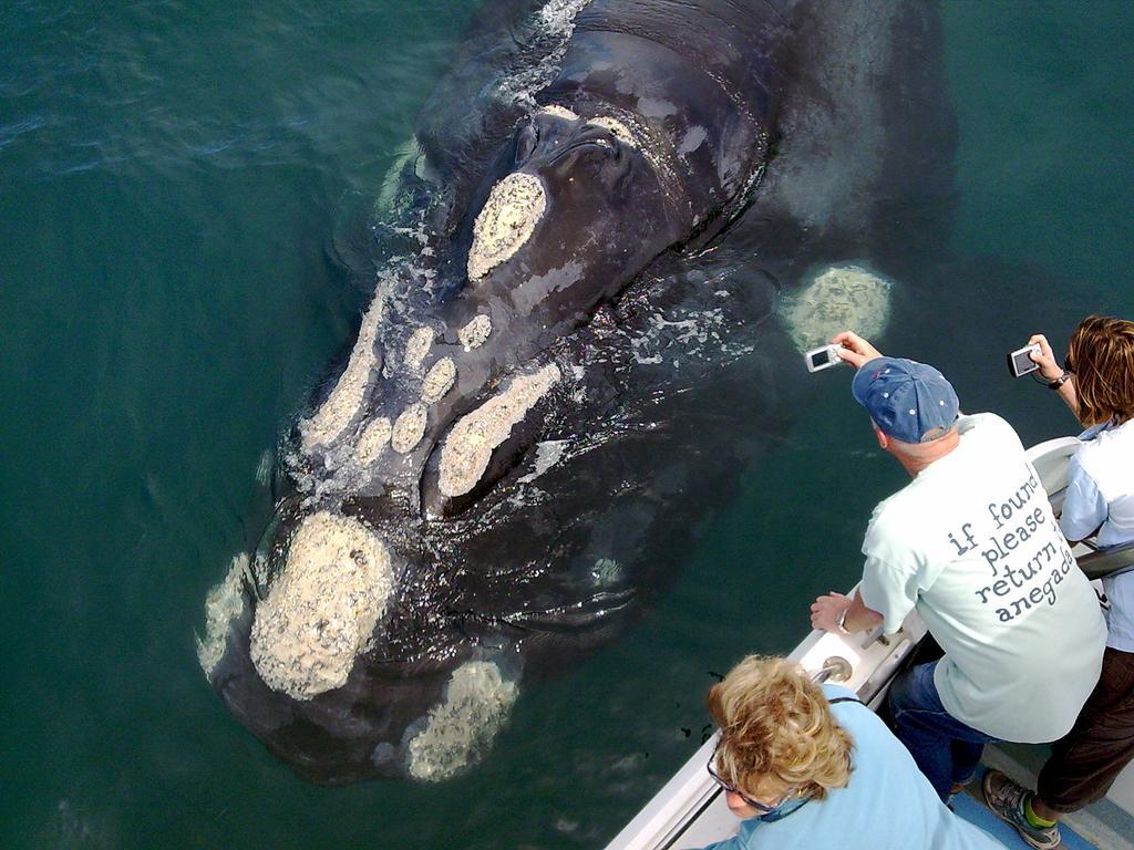 WhaleTale Apartment De Kelders Luaran gambar
